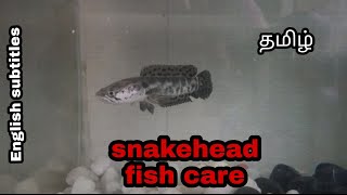 Snakehead fish care | Beautiful & aggressive predator fish | Aquapets & farm