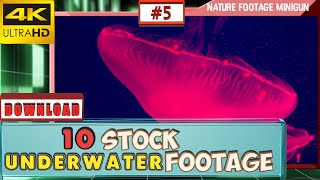 😮 Top 10 UNDERWATER 4K stock footage for YOUR 2020 VIDEO | DAILY FOOTAGE