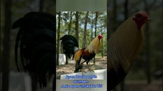 Ayam ekor celengan bosku #rooster #ayamlokal #rooster #ayamaseel #ayambangkok