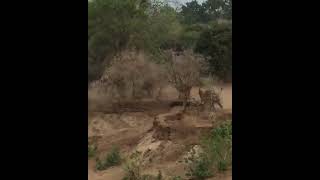 elephant chases a lion ,who is king?,256775927484