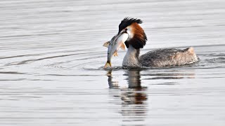 Ijsselmeer_Vögel in Medemblik Februar März 2023