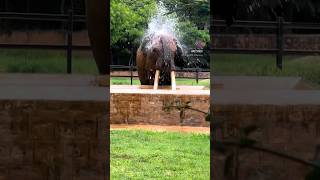 Elephant shower #shorts #elephant #youtubeshorts #ytshorts #shortsfeed #shortsvideo #short #youtube