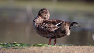 Mallard under the sun