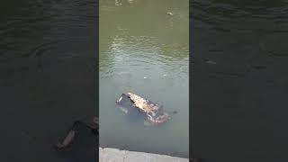 Ang daming mlalaking isda sa riverside ng Baliwag.