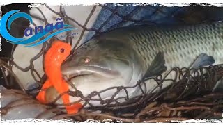 Pescaria de  Traíra Bruta, e motor elétrico caiman 100 montagem ! #fishing  #billings #isca