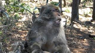 Maroko - Gurugu a Makaky (Macaca sylvanus) - Opica žerie banán a pýta viac