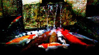 Canon EOS 700D Slow Motion Test Water Fountain and Fish