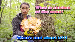 Chicken of the wood - Where to find and what is cool about? Choice edible mushroom 在哪里找硫磺多孔菌？中英字幕