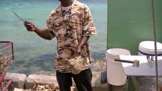 Conch Shell Demonstration Nassau Bahamas how to remove a Conch from its shell