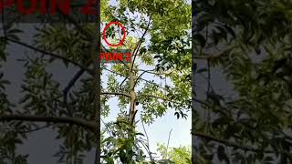 MIKAT BURUNG PUNAI DAUN DI SORE HARI POIN BERJATUHAN.!!