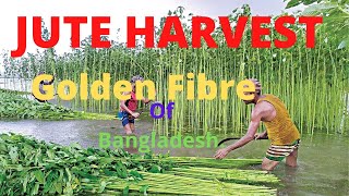 Jute golden fibre of Bangladesh cutting, rotting , harvesting Export item BD.