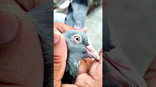 punjabi dobaz Kabootar #shorts #viral #pigeon #nafeespigeon