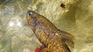 Pesca alla trota in torrente - Le trote che Voglio