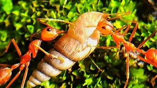 Ants attack snail #ants #reels #shorts #animalattack #nature