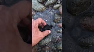 Black fish #shortvideo #fnature