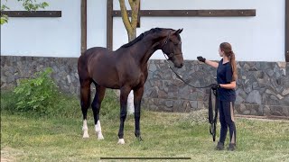 stallion Sir Romance by Sir Heinrich - For Romance l *2022 y.b., 2 y.o., 167 cm, dressage, Oldenburg