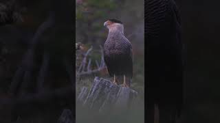 🦅 Carancho | One of the epic birds of Patagonia #bigbirds