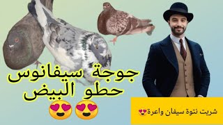 جوجة سيفيانوس حطو البيض 😍😍 وشريت نتوة سيفيانوس واعرة+ توليعة فالحمام 🙏🙏🙏