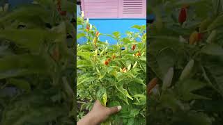 #viralkan #tanaman #kebun #viralvideo Emas Merah