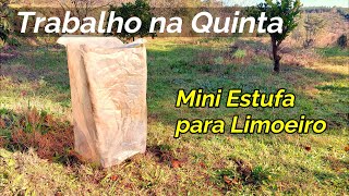 #94 Mini Estufa para Limoeiro