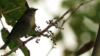 Yellow-rumped Warbler