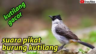 suara pikat burung kutilang gacor 2021