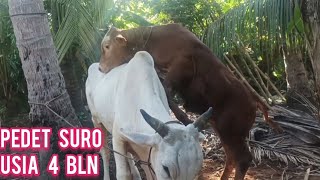 Update Pedet Suro Usia 4 Bulan || #sapi #sapijumbo #apsi #sukarnofarm