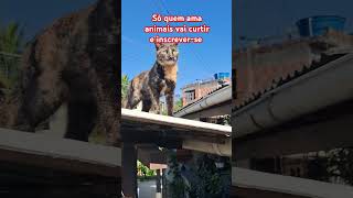 #animais#viralvideo #memes #gatofofo #cat #pets #gatosengracados #gratitude #gratidão #youtubeshorts