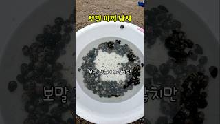 보말 미끼 베도라치 대나무 낚시