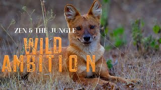 #Dhole Asiatic #wilddogs #Wild #ambition #Zen & the #jungle #nature #wildlife #motivation #india