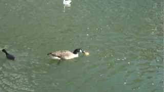 A duck having trouble eating an apple in Nuremberg, Germany