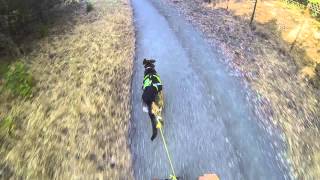 German Shepherd Dog Harness 1.25 mile Scooter Run - Best Time