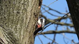 5 APRIL SPECHT MAAKT HOL IN DE BOOM BERGSCHENHOEK, GEFILMD DOOR KJ.VISSER.