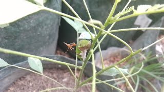 Pohon kari,daunnya di makan ulat