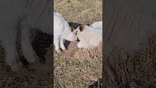 Kissing Cousins #cowlover #bull