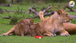 Lion Cubs Feeding From Mother