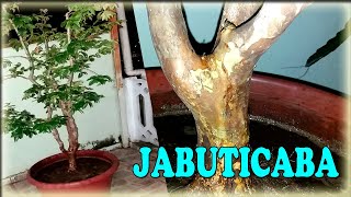 O QUE EU FIZ COM MINHA JABUTICABEIRA? - PÉ DE JABUTICABA REPLANTADO - JABUTICABEIRA EM VASO