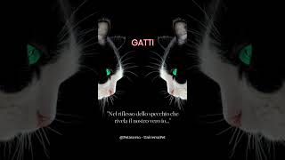 Nel riflesso dello specchio che rivela il nostro vero io #gatti #animali #aforismi #frasedelgiorno