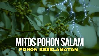 MITOS atau FAKTA? || Pohon Salam sebagai pohon keselamatan? || POHON PENANGKAL PETIR