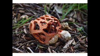 JAULA ROJA (Clathrus ruber)