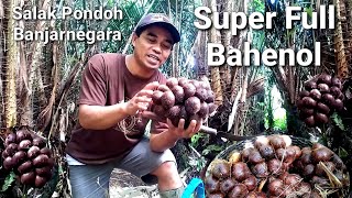 Salak Pondoh Panen Sendiri Mau di Kirim Keluar Negeri