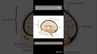 Structure of Brain🧠