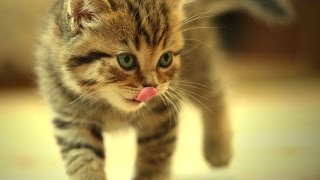 Cat Pranks - Cat Funny Videos 2015 Vine Compilation - Funny Cats Meowing and Fighting