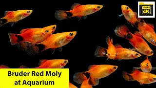 Bruder Red Moly Color Fish at Aqorium Video Animal Theater