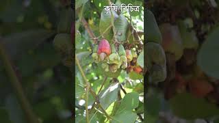 কাজু বাদাম চাষ হচ্ছে এখন সমতল ভূমিতে Cashew nut farming in bd - কৃষি বিচিত্র #shorts