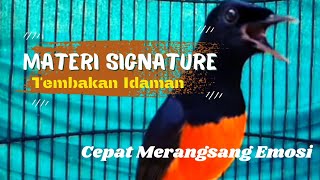 Murai Batu Materi Signature,Tembakan Idaman Di Lapangan Dan Cepat Merangsang Emosi