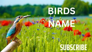 Birds Names and Sounds ll Learn Bird's Name and Sound l birds Voices and Names