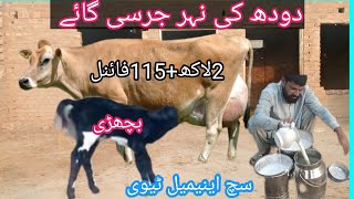 03466152628 | jersey cow | jersey gay | sahiwal jersey crossbreed| sahiwal cow | sahiwal gay |#cow