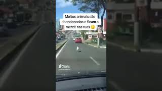 Homem abandona cachorro e mulher flagra o animal correndo atrás do carro#shorts