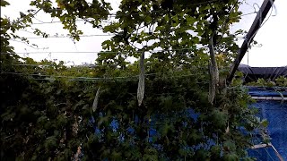 Harvest time sa ating AMPALAYA ang lalaki ng bunga